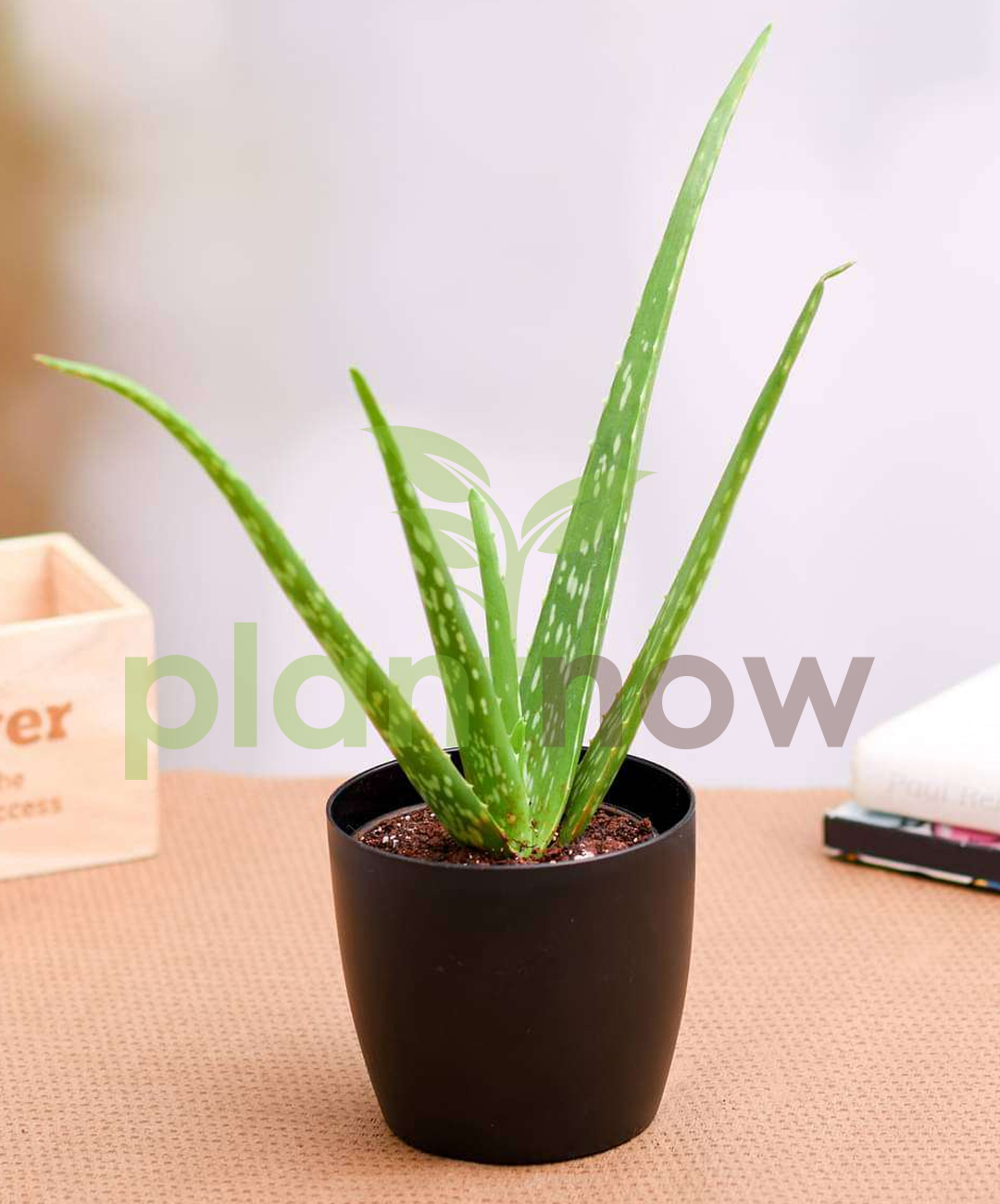 Buy Aloe Vera Plant Online in Dubai - Buy Indoor Plants Online Dubai